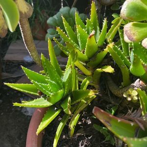 Aloe brevifolia.5lbs(including box)of Rooted and established aloe Ready2plant.